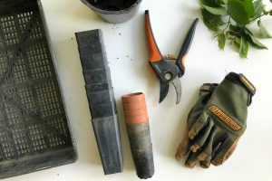 black pruning shears beside green gloves